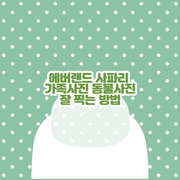 에버랜드 사파리 가족사진 동물사진 잘 찍는 방법