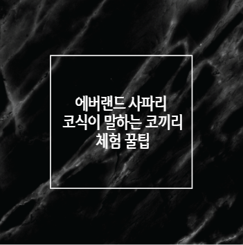 에버랜드 사파리 코식이 말하는 코끼리 체험 꿀팁